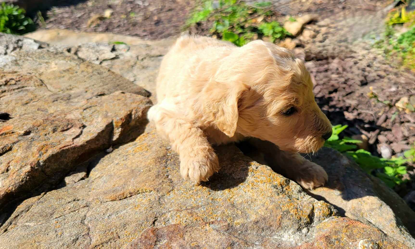 puppy, for, sale, Goldendoodle Mini F1B, Lana  Arnall, dog, breeder, Hartville, MO, dog-breeder, puppy-for-sale, forsale, nearby, find, puppyfind, locator, puppylocator, aca