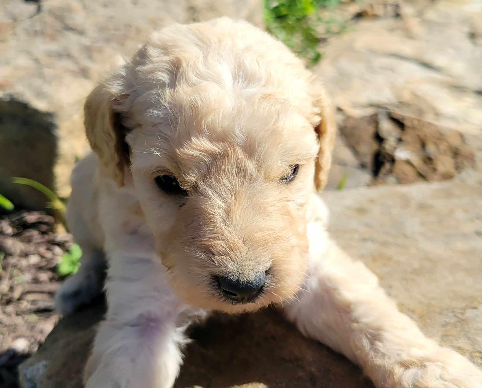 puppy, for, sale, Goldendoodle Mini F1B, Lana  Arnall, dog, breeder, Hartville, MO, dog-breeder, puppy-for-sale, forsale, nearby, find, puppyfind, locator, puppylocator, aca