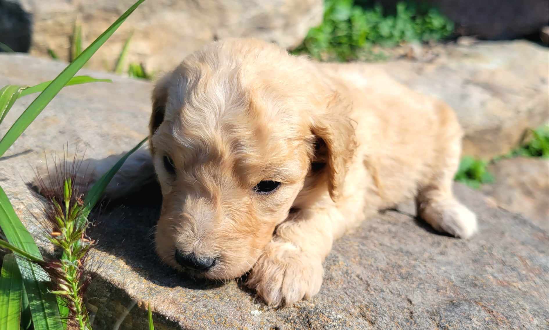 puppy, for, sale, Goldendoodle Mini F1B, Lana  Arnall, dog, breeder, Hartville, MO, dog-breeder, puppy-for-sale, forsale, nearby, find, puppyfind, locator, puppylocator, aca