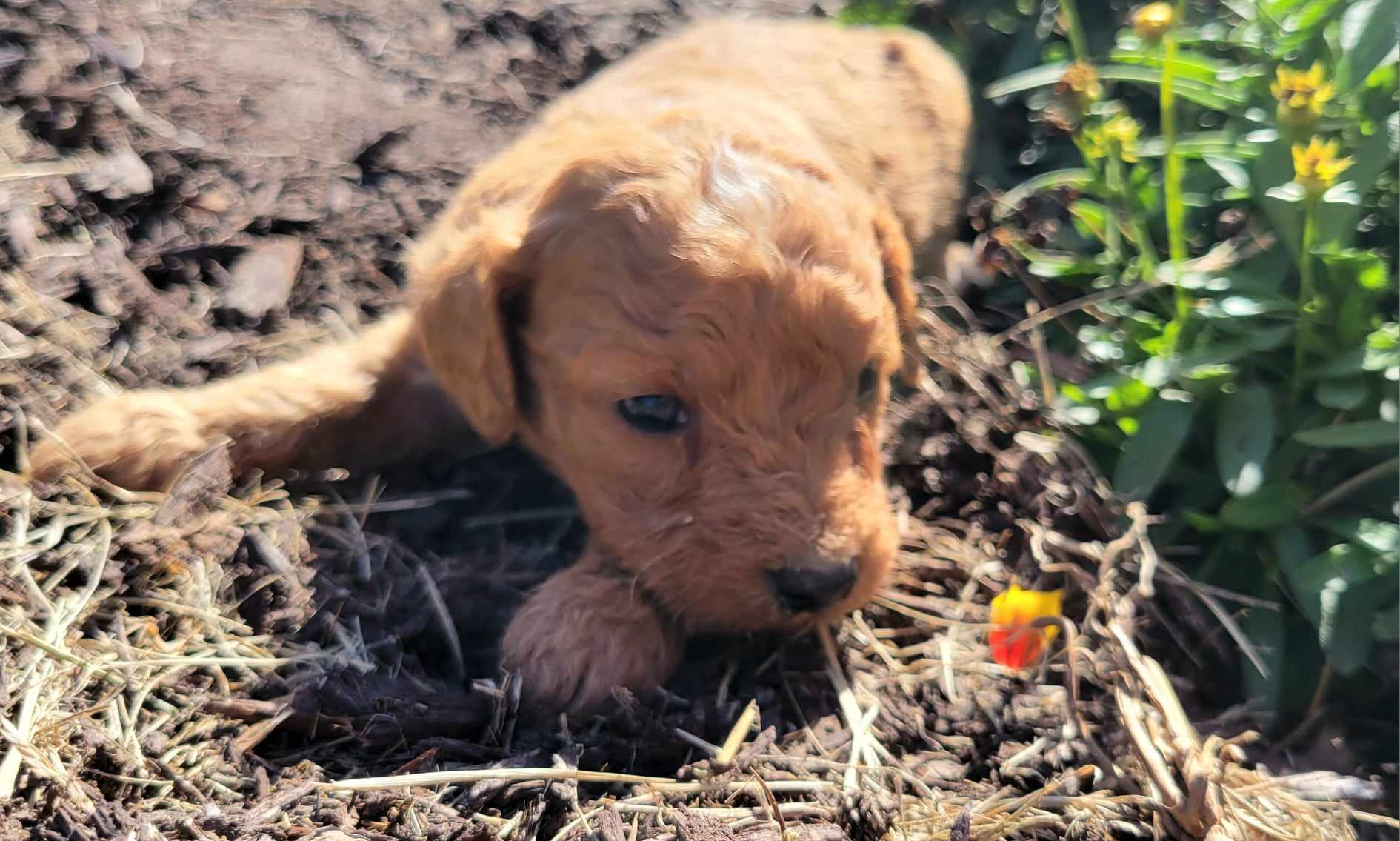 puppy, for, sale, Goldendoodle Mini F1B, Lana  Arnall, dog, breeder, Hartville, MO, dog-breeder, puppy-for-sale, forsale, nearby, find, puppyfind, locator, puppylocator, aca