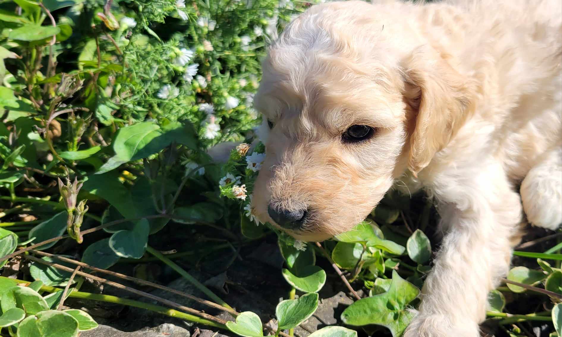 puppy, for, sale, Goldendoodle Mini F1B, Lana  Arnall, dog, breeder, Hartville, MO, dog-breeder, puppy-for-sale, forsale, nearby, find, puppyfind, locator, puppylocator, aca