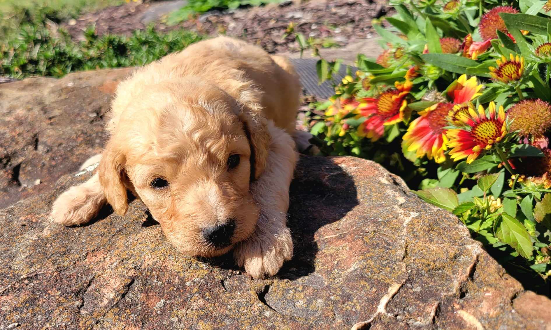 puppy, for, sale, Goldendoodle Mini F1B, Lana  Arnall, dog, breeder, Hartville, MO, dog-breeder, puppy-for-sale, forsale, nearby, find, puppyfind, locator, puppylocator, aca