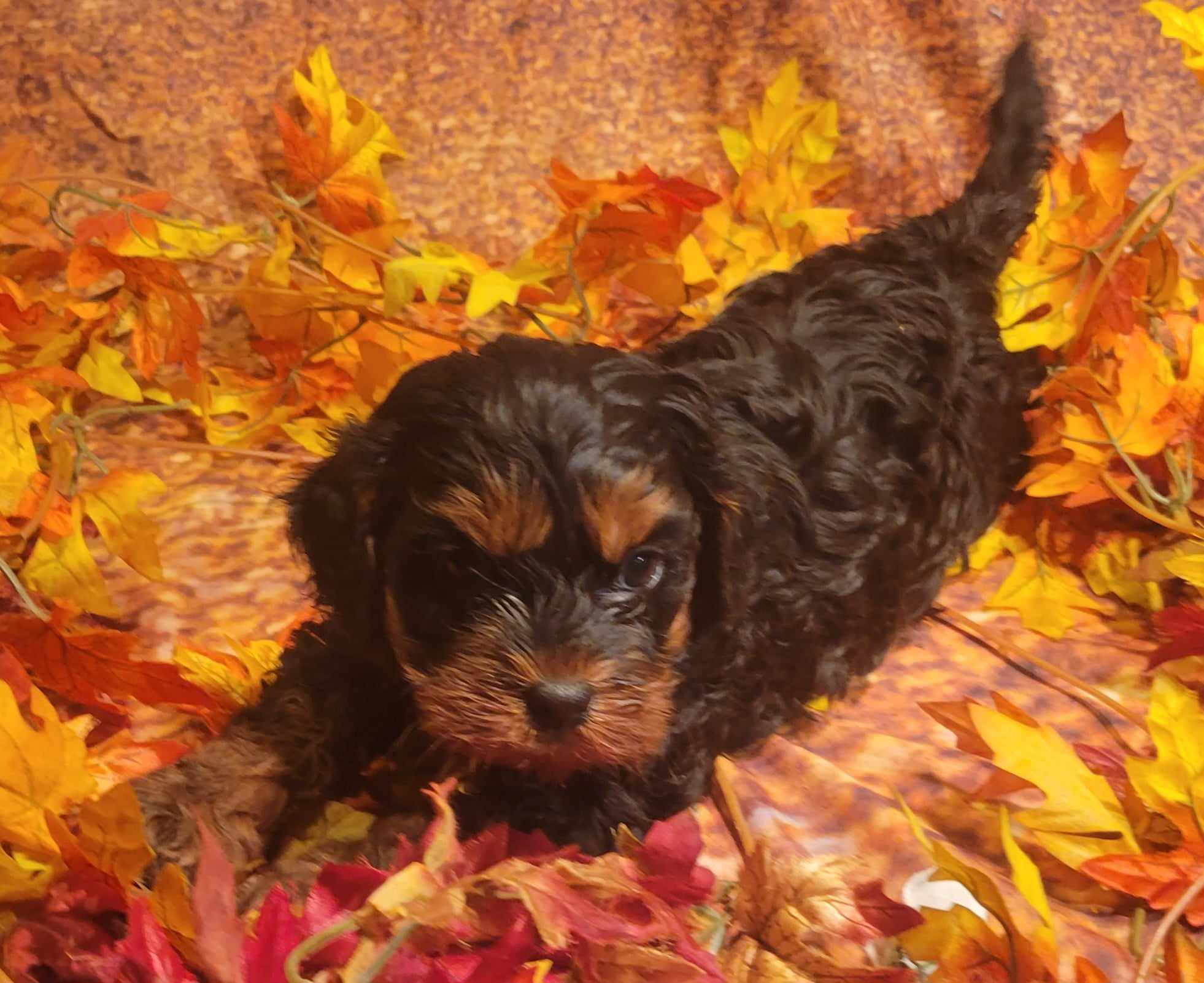 puppy, for, sale, Cavapoo, Lana  Arnall, dog, breeder, Hartville, MO, dog-breeder, puppy-for-sale, forsale, nearby, find, puppyfind, locator, puppylocator, aca