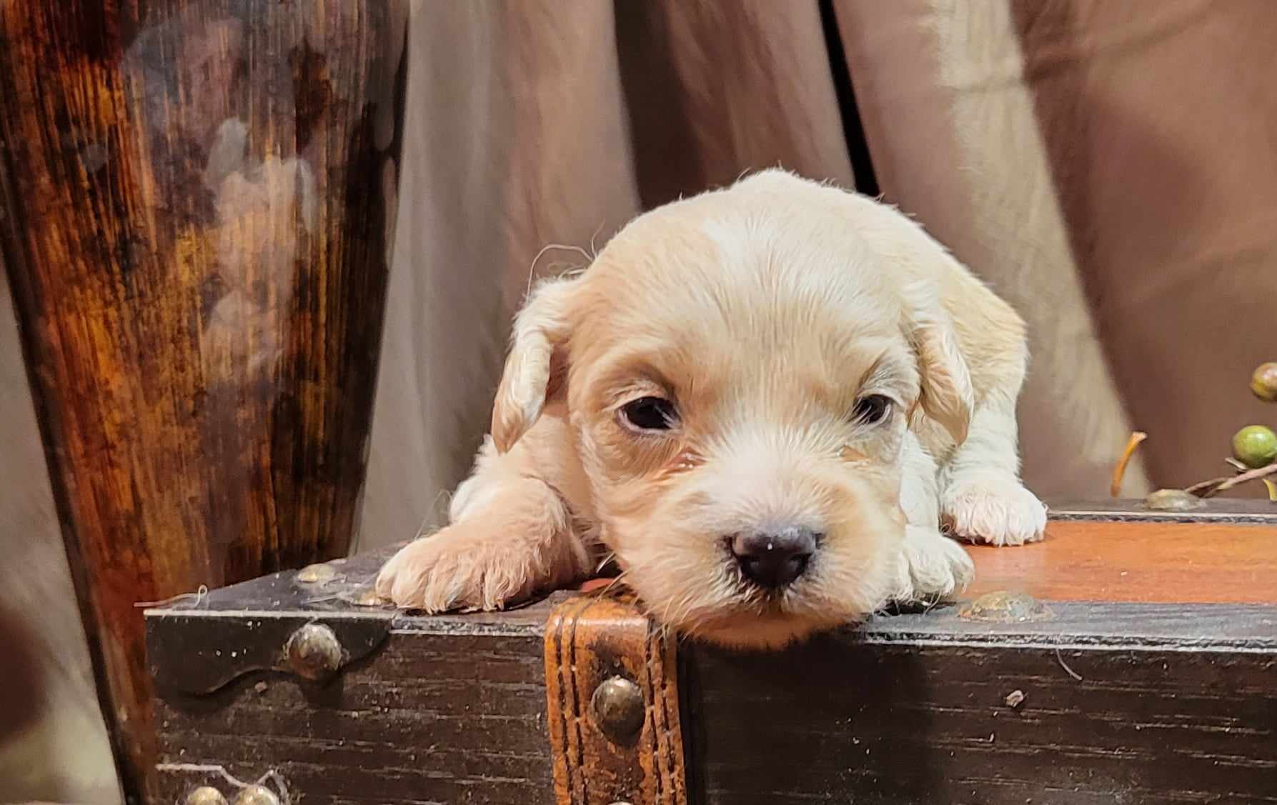 puppy, for, sale, Cavapoo/Bichon Frise, Lana  Arnall, dog, breeder, Hartville, MO, dog-breeder, puppy-for-sale, forsale, nearby, find, puppyfind, locator, puppylocator, aca