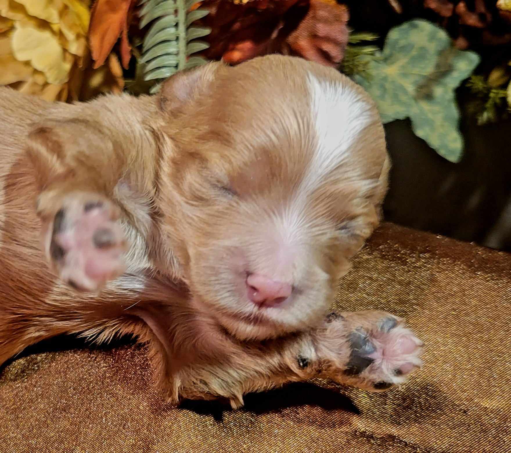 puppy, for, sale, Cavapoo, Lana  Arnall, dog, breeder, Hartville, MO, dog-breeder, puppy-for-sale, forsale, nearby, find, puppyfind, locator, puppylocator, aca