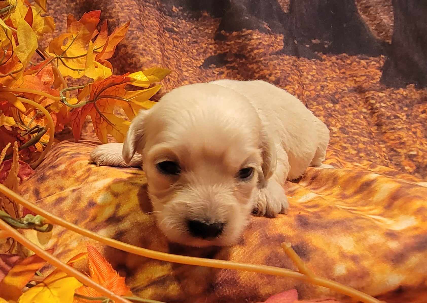 puppy, for, sale, Cavapoo/Bichon Frise, Lana  Arnall, dog, breeder, Hartville, MO, dog-breeder, puppy-for-sale, forsale, nearby, find, puppyfind, locator, puppylocator, aca