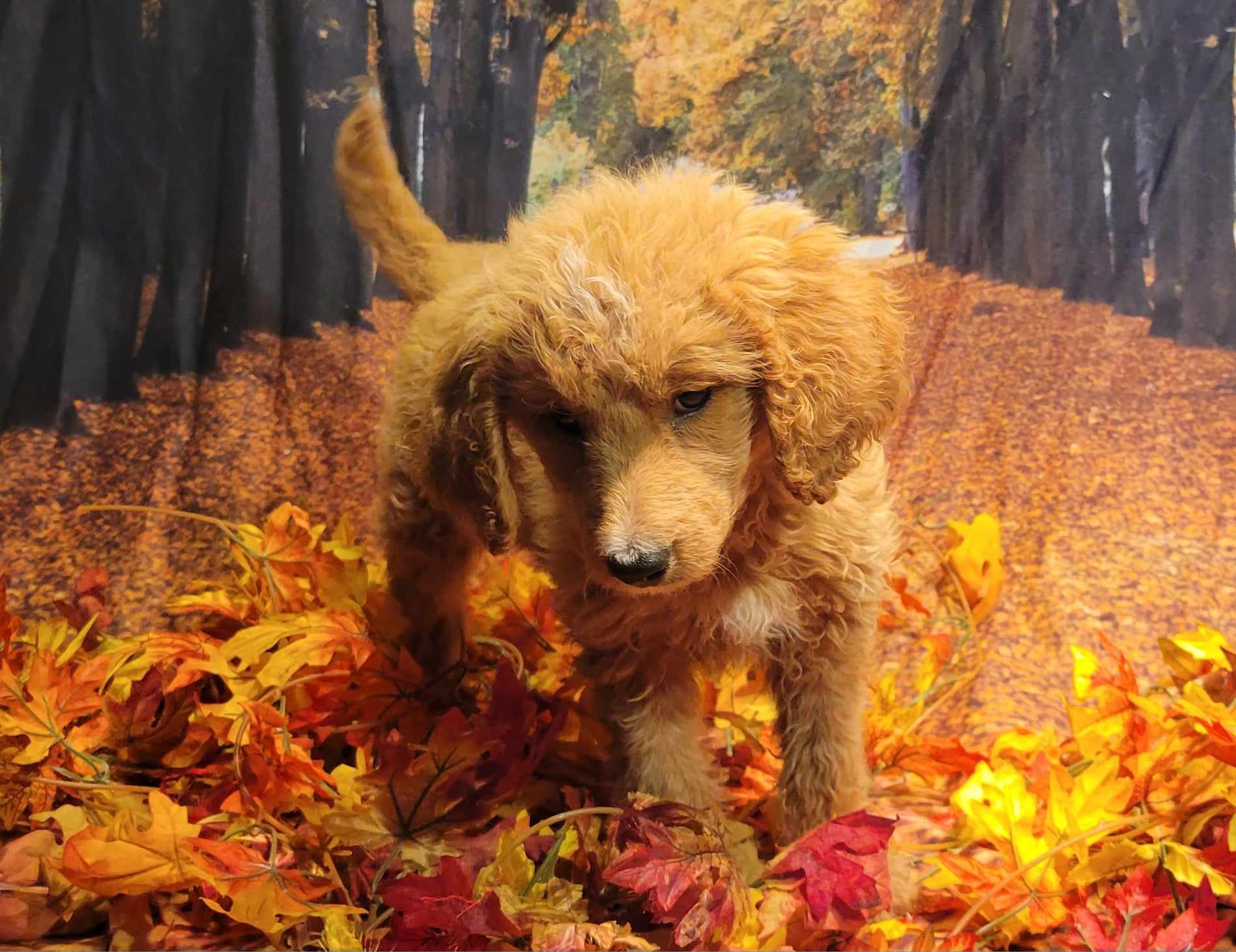 puppy, for, sale, Goldendoodle Mini F1B, Lana  Arnall, dog, breeder, Hartville, MO, dog-breeder, puppy-for-sale, forsale, nearby, find, puppyfind, locator, puppylocator, aca