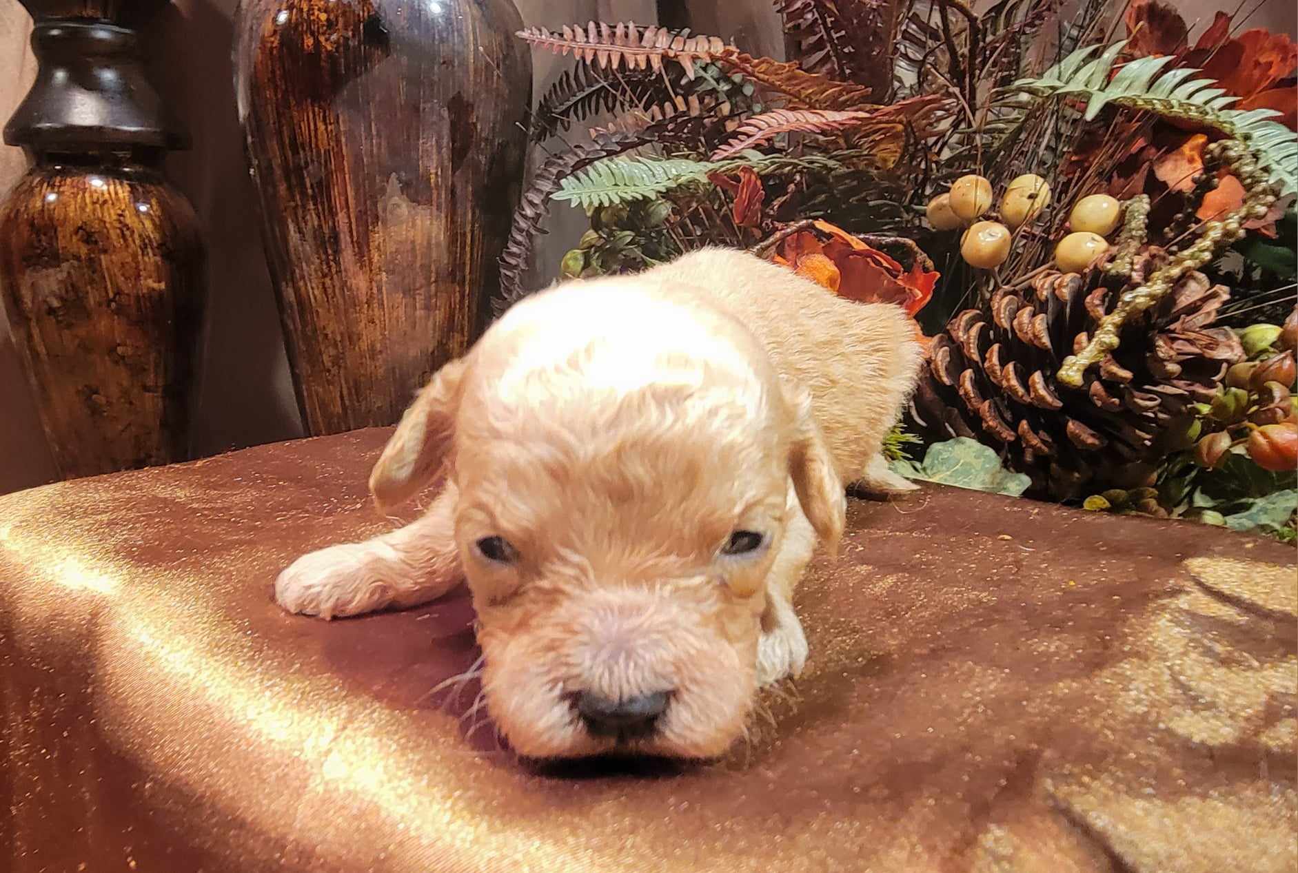 puppy, for, sale, Cavapoo/Bichon Frise, Lana  Arnall, dog, breeder, Hartville, MO, dog-breeder, puppy-for-sale, forsale, nearby, find, puppyfind, locator, puppylocator, aca