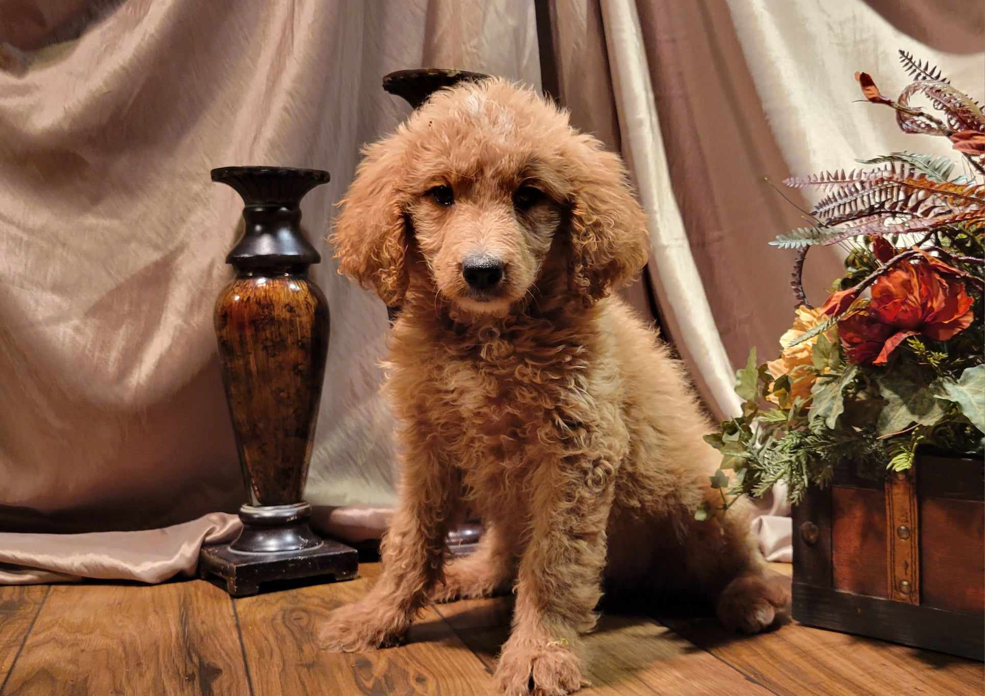 puppy, for, sale, Goldendoodle Mini F1B, Lana  Arnall, dog, breeder, Hartville, MO, dog-breeder, puppy-for-sale, forsale, nearby, find, puppyfind, locator, puppylocator, aca