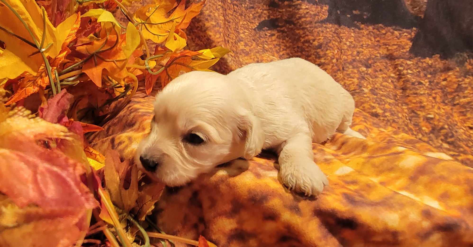 puppy, for, sale, Cavapoo/Bichon Frise, Lana  Arnall, dog, breeder, Hartville, MO, dog-breeder, puppy-for-sale, forsale, nearby, find, puppyfind, locator, puppylocator, aca