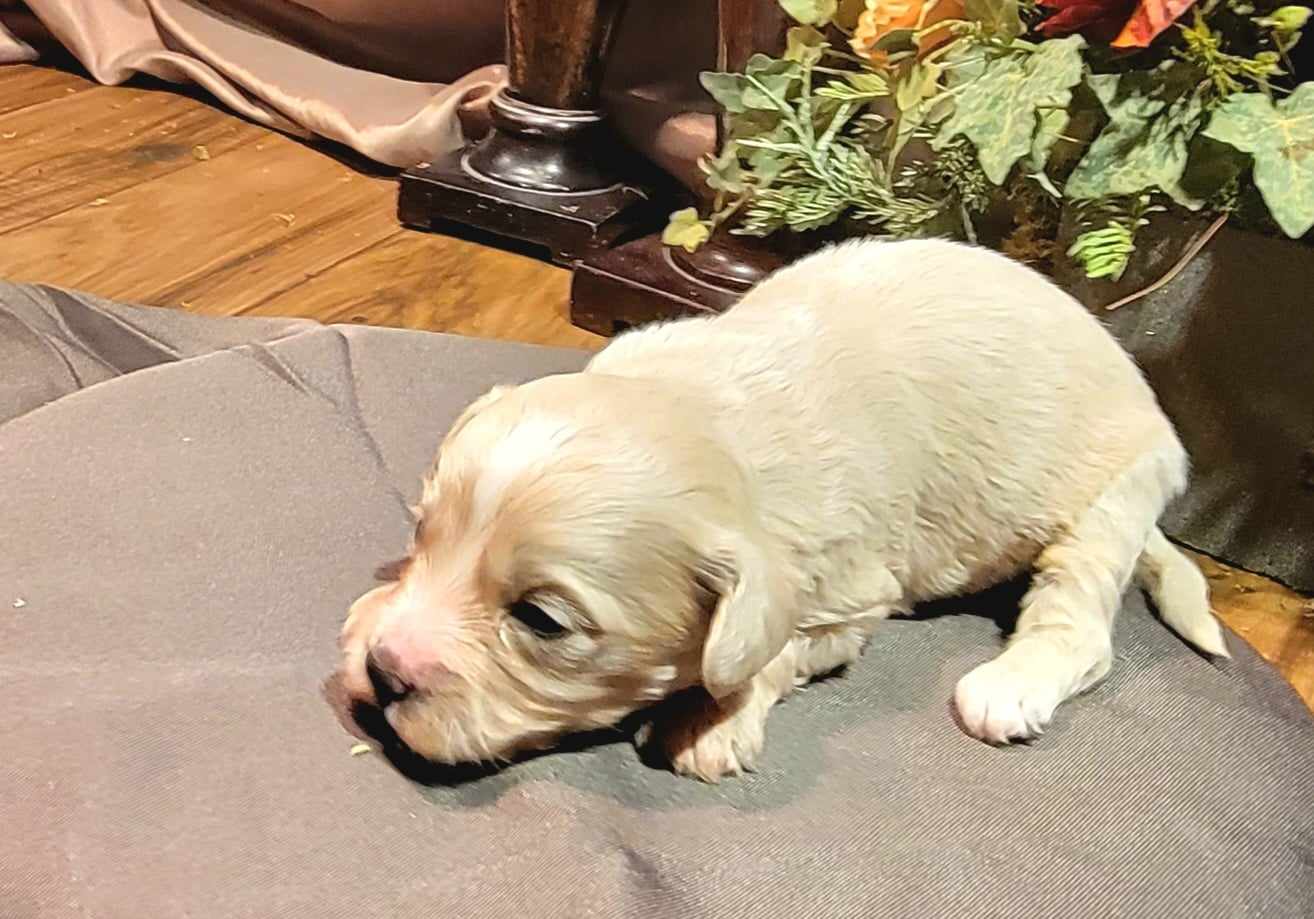 puppy, for, sale, Cavapoo/Bichon Frise, Lana  Arnall, dog, breeder, Hartville, MO, dog-breeder, puppy-for-sale, forsale, nearby, find, puppyfind, locator, puppylocator, aca