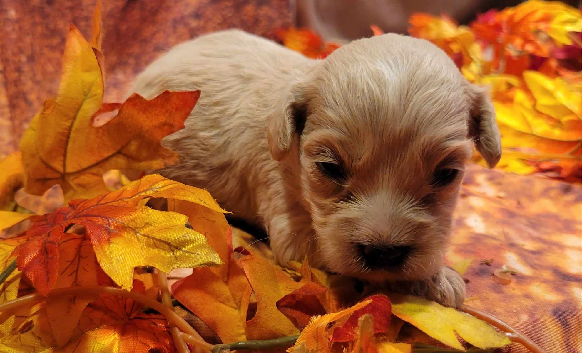 puppy, for, sale, Cavapoo/Bichon Frise, Lana  Arnall, dog, breeder, Hartville, MO, dog-breeder, puppy-for-sale, forsale, nearby, find, puppyfind, locator, puppylocator, aca