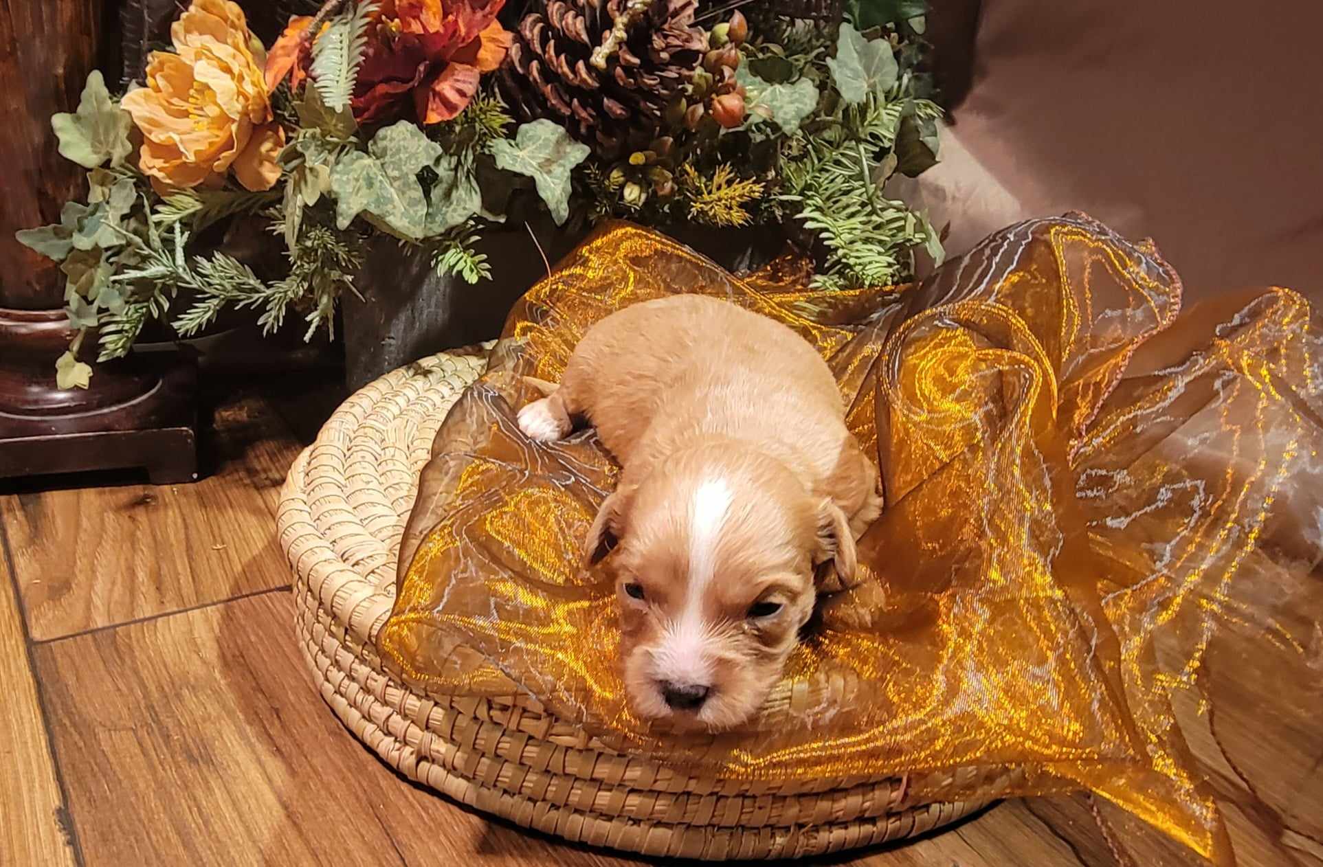 puppy, for, sale, Cavapoo/Bichon Frise, Lana  Arnall, dog, breeder, Hartville, MO, dog-breeder, puppy-for-sale, forsale, nearby, find, puppyfind, locator, puppylocator, aca