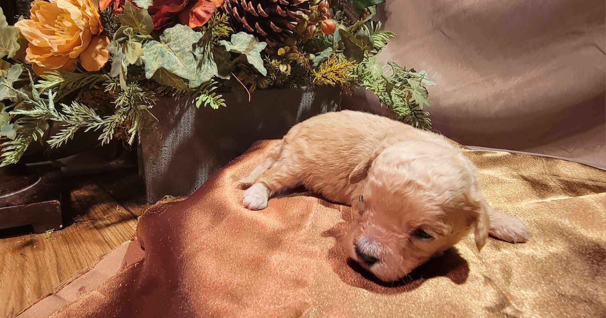 puppy, for, sale, Cavapoo/Bichon Frise, Lana  Arnall, dog, breeder, Hartville, MO, dog-breeder, puppy-for-sale, forsale, nearby, find, puppyfind, locator, puppylocator, aca