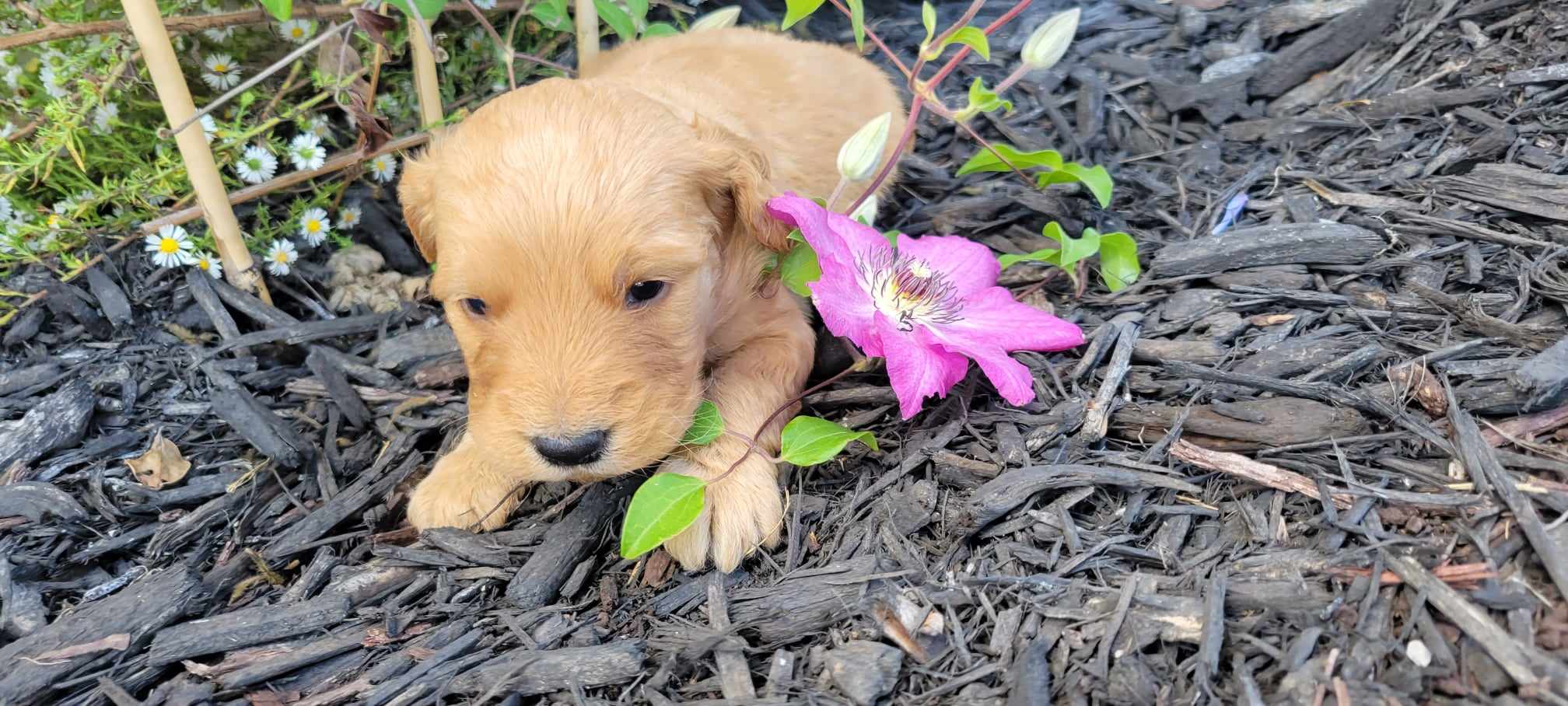 puppy, for, sale, Poodle Standard/Golden Retriever, Lana  Arnall, dog, breeder, Hartville, MO, dog-breeder, puppy-for-sale, forsale, nearby, find, puppyfind, locator, puppylocator, aca