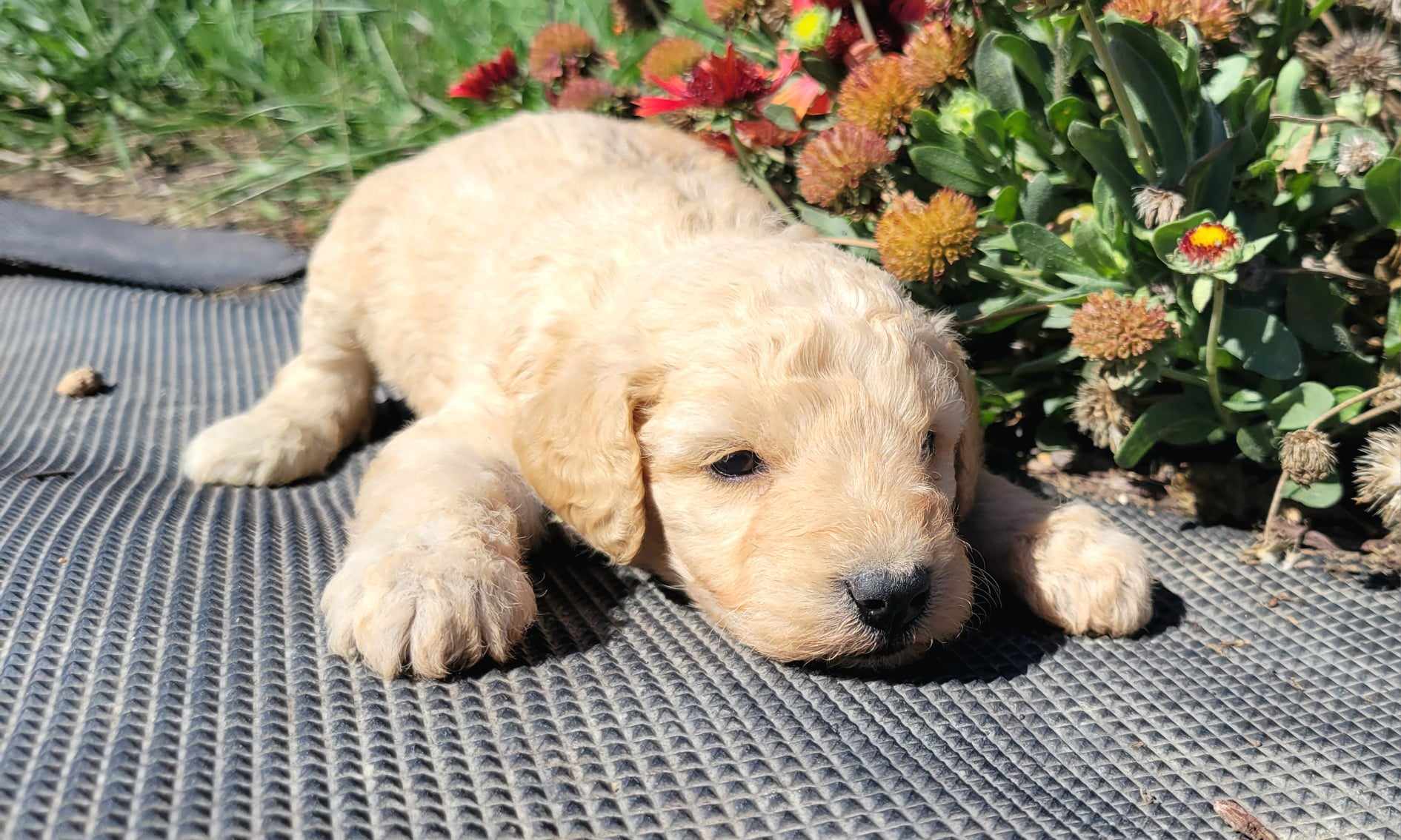 puppy, for, sale, Goldendoodle Mini F1B, Lana  Arnall, dog, breeder, Hartville, MO, dog-breeder, puppy-for-sale, forsale, nearby, find, puppyfind, locator, puppylocator, aca